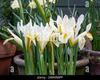 Une clôture des fleurs jaune pâle de Iris reticulata Louise Banque D'Images