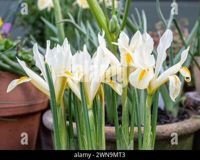 Une clôture des fleurs jaune pâle de Iris reticulata Louise Banque D'Images