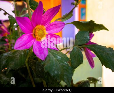 Rose Dahlia floraison dans un ménage indien : Uttarakhand, Inde Banque D'Images