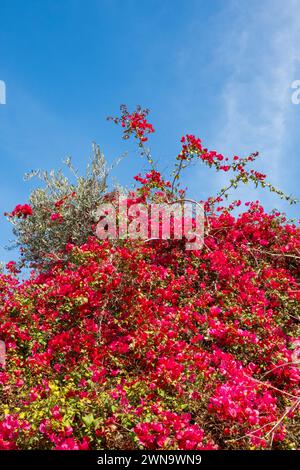 Buisson Bougainvillea rose rouge avec des fleurs sur ciel bleu vif. Larnaca, Chypre. Fév 2024 Banque D'Images