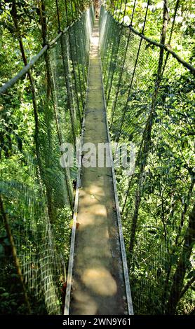 Pont suspendu, forêt tropicale atlantique, Mata Atlantica, Bahia, Brésil, Amérique du Sud. Pont suspendu à Ecoparque de una, forêt tropicale atlantique, Mata Atlân Banque D'Images