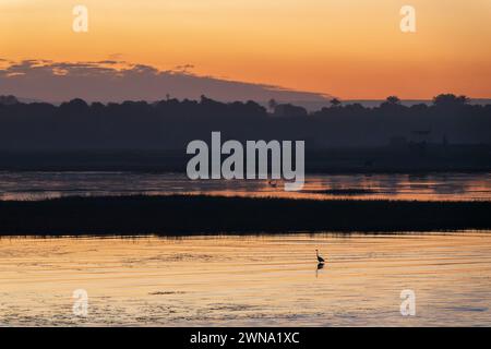 Silhouette d'une grande aigrette, échassier sur le Nil au coucher du soleil, Egypte Banque D'Images