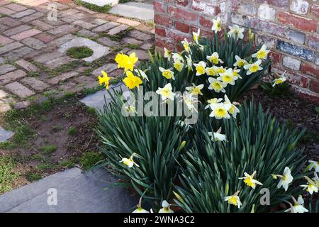 Grappe de jonquilles jaunes Banque D'Images