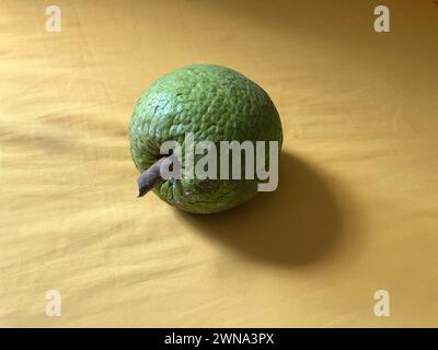 Fruit à pain ou fruit à pain sur la table jaune à l'intérieur du Brésil (artocarpus altilis) Banque D'Images