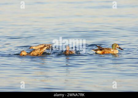 Troupeau de pelles du Nord anas clypeata canards se nourrissant au coucher du soleil dans puget Sound salish Sea washington Banque D'Images