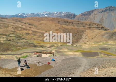 Les agriculteurs appliquent de l'engrais sur un champ en préparation d'une récolte céréalière dans la vallée du Spiti et l'Himalaya en été à Komic, en Inde. Banque D'Images