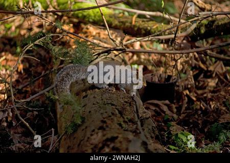 Écureuil gris de l'est Sciurus carolinensis sur une bûche dans le plancher forestier dans l'état de Washinton du Discovery Park Banque D'Images