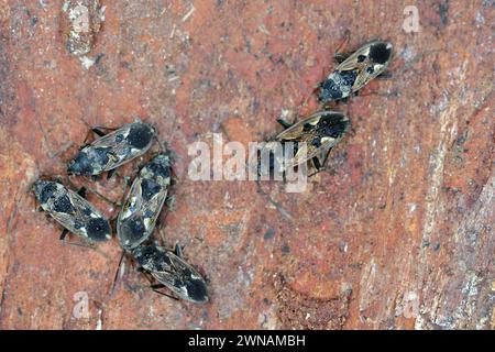 Punaise à graines (Rhyparochromus vulgaris). Hivernage d'insectes sous l'écorce. Banque D'Images