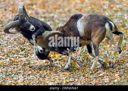 Mouflons européens (Ovis aries musimon / Ovis gmelini musimon) deux béliers qui se battent en frappant les têtes et en affrontant leurs cornes courbées pendant l'ornière en automne Banque D'Images