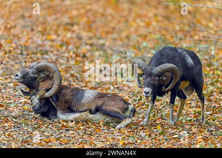 Vaincu le mouflon européen (Ovis aries musimon) couché après le combat par deux béliers frappant les têtes et affrontant leurs cornes courbées pendant l'ornière en automne Banque D'Images