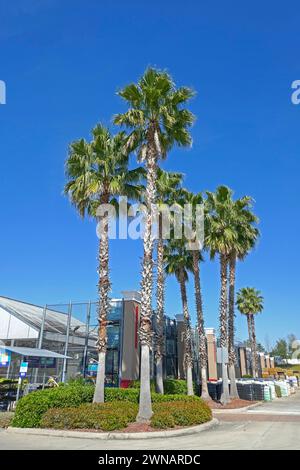 Sabal Palmetto ou Sabal Palm, ou Chbage Palm... Arecaceae (Palmae)... palmier pérenne, à feuilles persistantes, originaire de Floride, ici utilisé pour l'aménagement paysager à un Banque D'Images