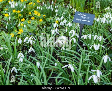 Étiquette de variété Snowdrops (Galanthus Magnet super spreader), Écosse, Royaume-Uni Banque D'Images