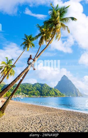 Palmiers et grimpeur d'arbres à Soufriere Beach Park et baie au coucher du soleil Soufrière, Sainte-Lucie, Antilles, Caraïbes orientales Banque D'Images