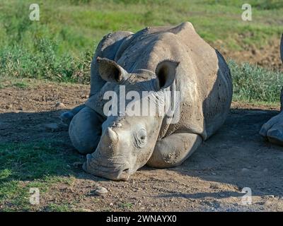 Rhinocéros blanc Ceratotherium simim Cape Region Afrique du Sud Banque D'Images