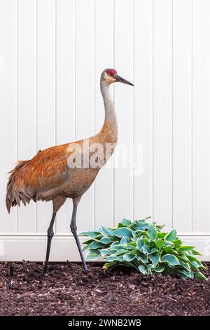 Une grue de sable debout devant une clôture blanche en PVC et au-dessus d'un hosta vert. Son plumage d'accouplement orange brille en contraste avec la clôture blanche. Banque D'Images