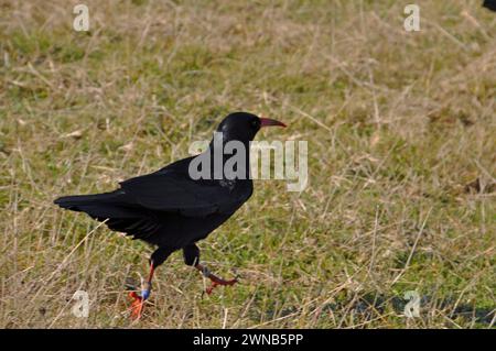 Choux,'Pyrrhocorax pyrrhocorax' à la recherche d'insectes et d'invertébrés dans un champ de falaise en Cornouailles. Les caractéristiques distinctives sont le bec orange vif Banque D'Images