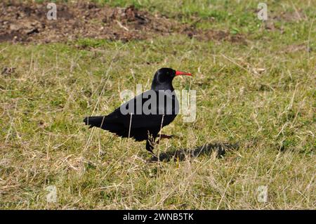 Choux,'Pyrrhocorax pyrrhocorax' à la recherche d'insectes et d'invertébrés dans un champ de falaise en Cornouailles. Les caractéristiques distinctives sont le bec orange vif Banque D'Images