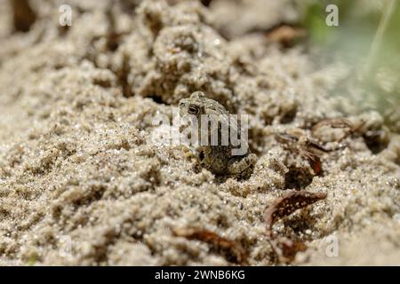 Crapaud du jeune Fowler (Anaxyrus fowleri) Banque D'Images