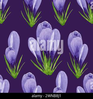 Crocus de printemps aquarelle modèle sans couture, papier numérique de fleur de printemps sur fond violet. Illustration florale peinte à la main. Pour la conception textile Banque D'Images