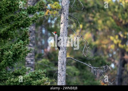 Pic pilé vu dans le parc national Banff. Oiseau sauvage vu dans la forêt de la région sauvage du Canada pendant l'été. Banque D'Images