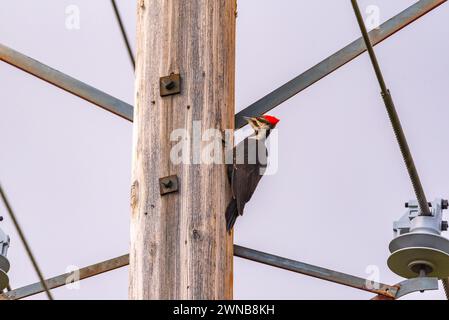 Pic pilé vu dans le parc national Banff. Oiseau sauvage vu dans la forêt de la région sauvage du Canada pendant l'été. Banque D'Images