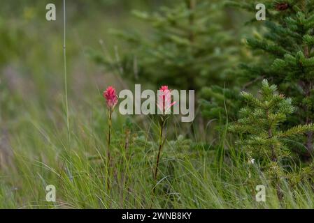 Castilleja, pinceau indien, fleurs de feu Prarie vues dans le parc national Banff pendant l'été. Banque D'Images