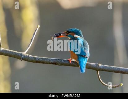 Gros plan d'une femelle kingfisher perchée sur une branche avec un poisson dans son bec Banque D'Images