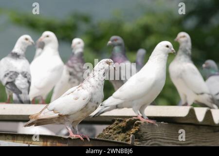 Un troupeau de pigeons est rassemblé sur un rebord Banque D'Images