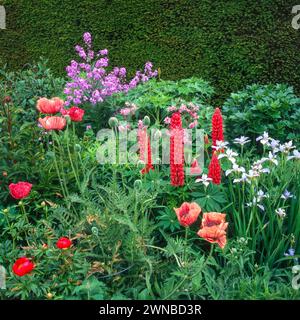 Jolie bordure de jardin herbacée avec des coquelicots rouges et des lupins rouges et des fleurs d'iris bleu pâle devant une haie dense d'if, Angleterre, Royaume-Uni Banque D'Images