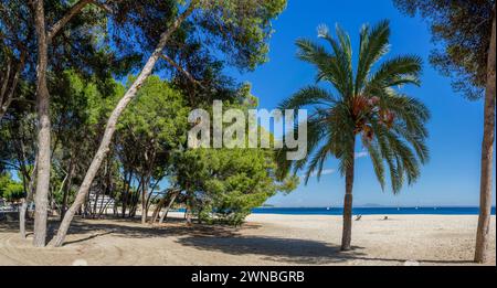 Un seul palmier se dresse au milieu des pins, surplombant une plage de sable ensoleillée et la mer bleue. Banque D'Images