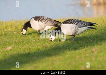 Barnacle Goose (Branta leucopsis) couple de recherche dans un paysage de polders néerlandais Banque D'Images