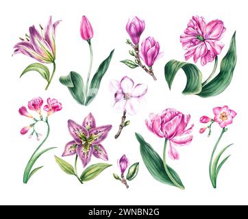 Collection d'aquarelle de fleurs violettes et roses isolées. Tulipes aquarelles, freesias, lys, magnolias sur fond blanc pour la conception de cartes, Banque D'Images