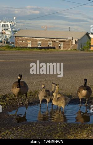 Les parents d'oies du Canada et les oisons pendant l'été sur et autour d'une route à Seattle Fishermans terminal Washinton State USA Banque D'Images