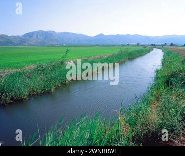 ARROZALES - CANAL DE RIEGO - FOTO AÑOS 00. Emplacement : EXTÉRIEUR. PEGO. Alicante. ESPAGNE. Banque D'Images