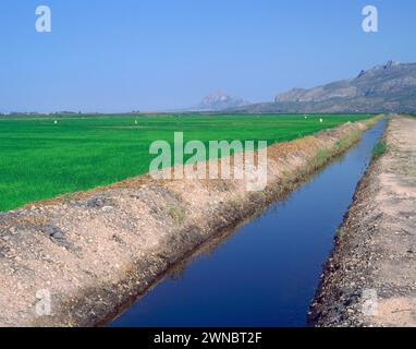 ARROZAL - CANAL DE RIEGO - FOTO AÑOS 00. Emplacement : EXTÉRIEUR. PEGO. Alicante. ESPAGNE. Banque D'Images