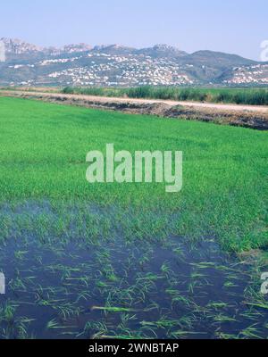 ARROZAL - CANAL DE RIEGO - FOTO AÑOS 00. Emplacement : EXTÉRIEUR. PEGO. Alicante. ESPAGNE. Banque D'Images