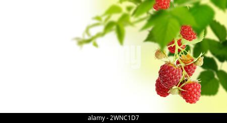 Close-up of isolated éclairées par la direction générale de plus en plus soleil d'été de beaux fruits rouges framboises juteuses avec des feuilles vertes sur la lumière vive copie floue-spa Banque D'Images