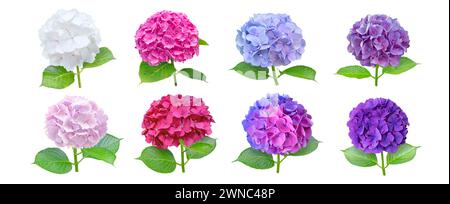 Hydrangea ou hortensia huit fleurs serties isolées sur blanc. Plantes à fleurs hortensia blanches, bleues, roses, violettes et bicolores. Différentes couleurs gonflent Banque D'Images