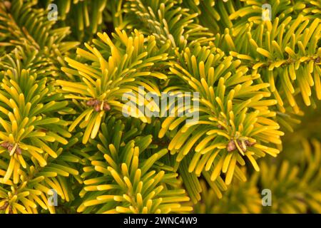 Sapin Nordmann (Abies nordmanniana), Oregon Garden, Silverton, Oregon Banque D'Images