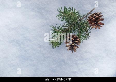 Nature morte de Noël avec des pommes de pin enneigées et des branches de sapin sur fond enneigé. Concept festif d'hiver ou de Noël. Jour d'hiver. Vue de dessus, plate, Banque D'Images