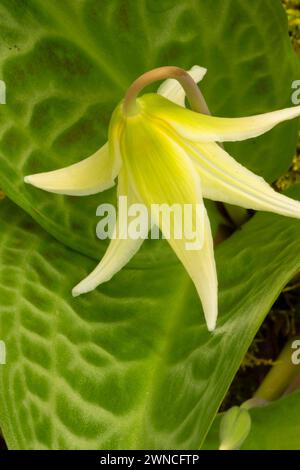 Lily Erythronium oregonum (fauve), Parc de pâturage Bushs, Salem, Oregon Banque D'Images