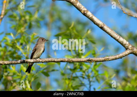 WESTERN Wood-Pewee (Contopus sordidulus), Ankeny National Wildlife refuge, Oregon Banque D'Images