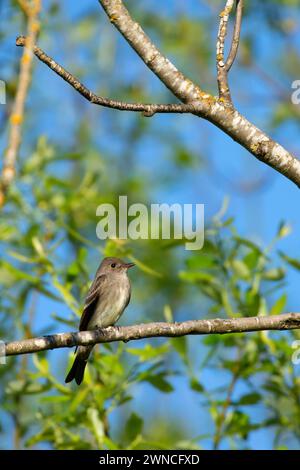 WESTERN Wood-Pewee (Contopus sordidulus), Ankeny National Wildlife refuge, Oregon Banque D'Images