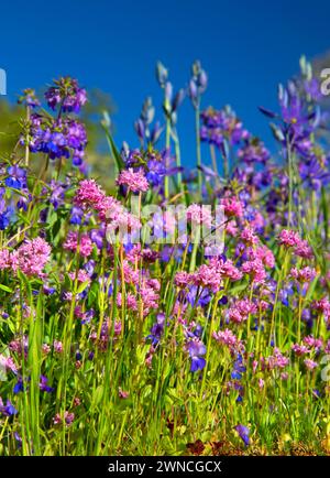 Camas (Camassia quamash) et plectrite rosée (Plectritis congesta) et Marie aux yeux bleus (Collinsia grandiflora), zone naturelle de Camassia, Oregon Banque D'Images