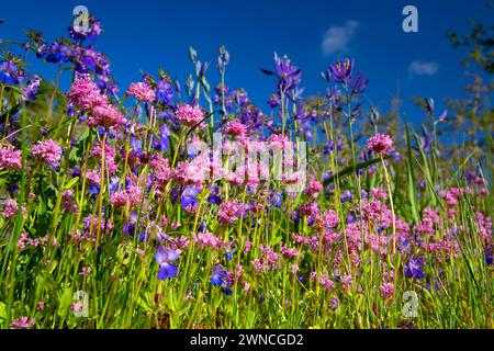 Camas (Camassia quamash) et plectrite rosée (Plectritis congesta) et Marie aux yeux bleus (Collinsia grandiflora), zone naturelle de Camassia, Oregon Banque D'Images