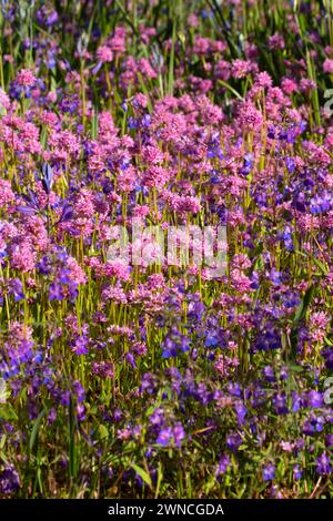 Blue-eyed Mary (Collinsia grandiflora) et rosy le plectritis (Le Plectritis congesta), zone naturelle Camassia, West Linn, Oregon Banque D'Images