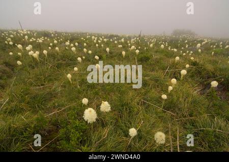 Fleurs sauvages de Beargrass en fleurs dans les medows alpins sur mt Bandera Cascades Washington State USA Banque D'Images