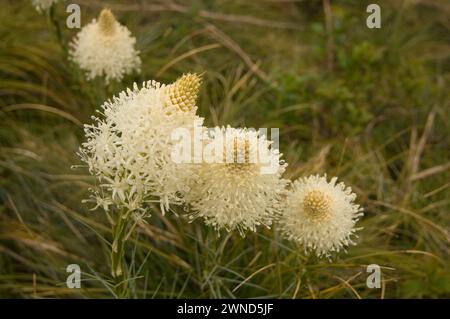 Fleurs sauvages de Beargrass en fleurs dans les medows alpins sur mt Bandera Cascades Washington State USA Banque D'Images