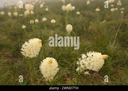 Fleurs sauvages de Beargrass en fleurs dans les medows alpins sur mt Bandera Cascades Washington State USA Banque D'Images