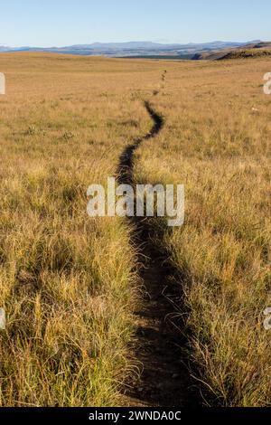 Un étroit sentier traversant les herbes alpines dans les hautes montagnes Drakensberg en Afrique du Sud Banque D'Images